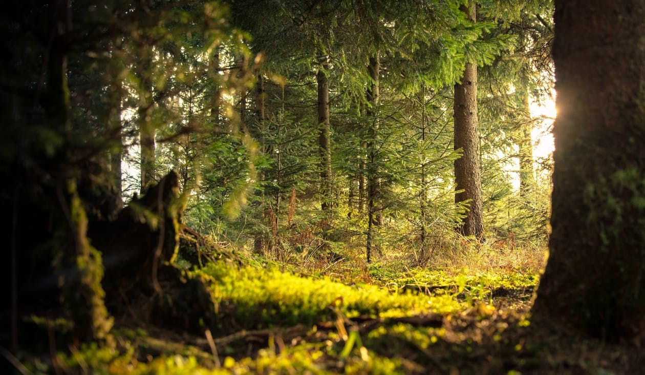 Wsparcie na inwestycje zwiększające odporność ekosystemów leśnych i ich wartość dla środowiska