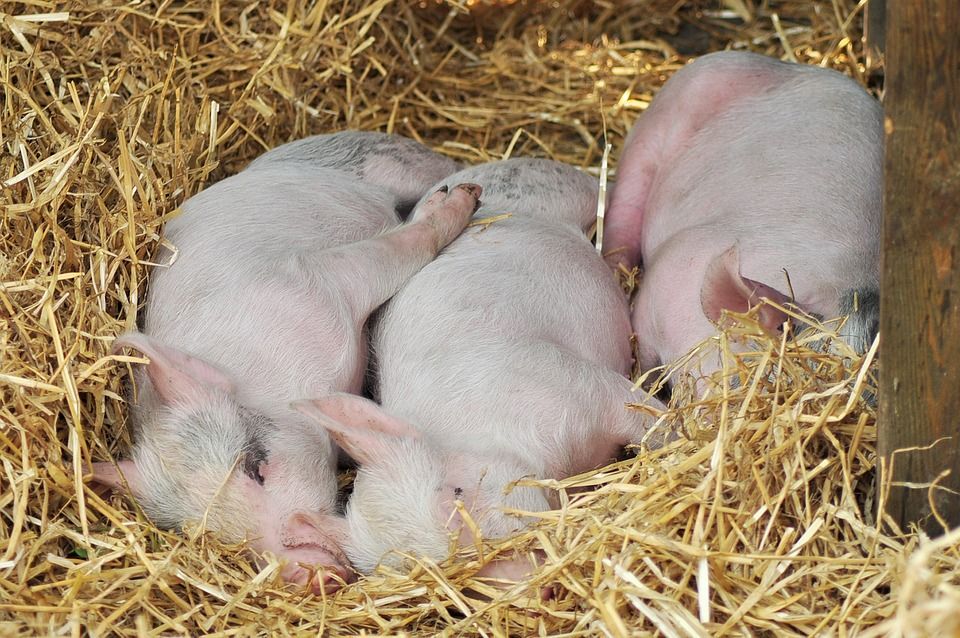 Wsparcie skierowane do rolników w zakresie chowu lub hodowli świń