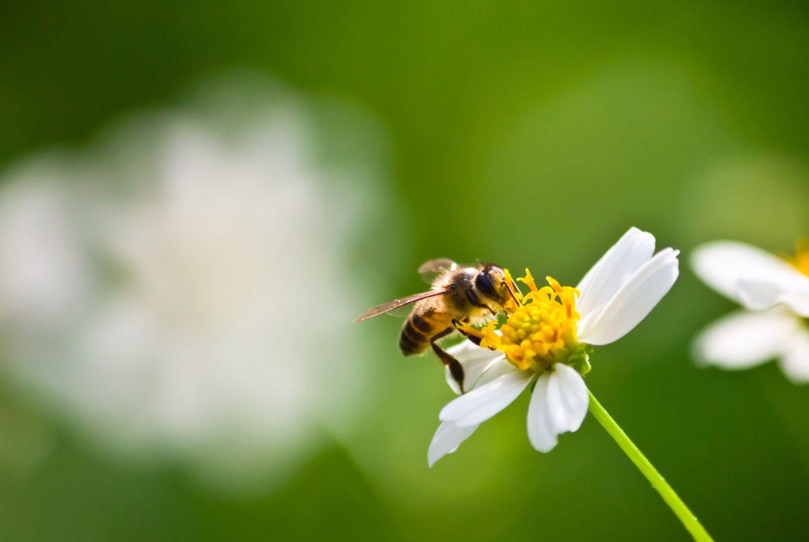 Od 3 kwietnia rusza nabór wniosków o pomoc dla pszczelarzy. Komu i na co należy się wsparcie?