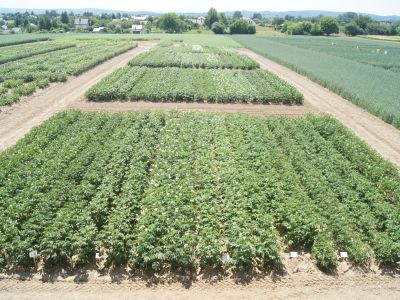 Porównanie plonowania nowych odmian ziemniaka – PDO