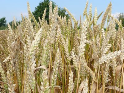 Jakość ziarna pszenicy ze zbiorów w 2022 r.