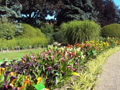 Kolorowa cantedeskia - piękno i elegancja w ogrodzie
