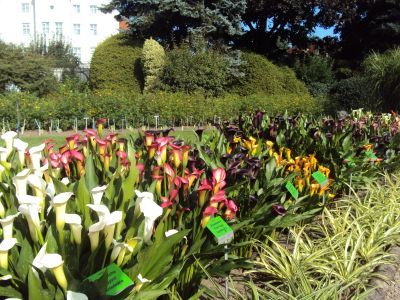 Kolorowa cantedeskia - piękno i elegancja w ogrodzie