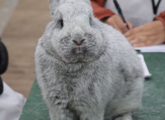 Szkolenie z zakresu ubarwienia królików rasowych - 8 października 2023 r.