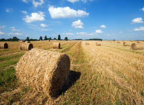 Rolnictwo węglowe i zarządzanie składnikami odżywczymi - według Planu Strategicznego