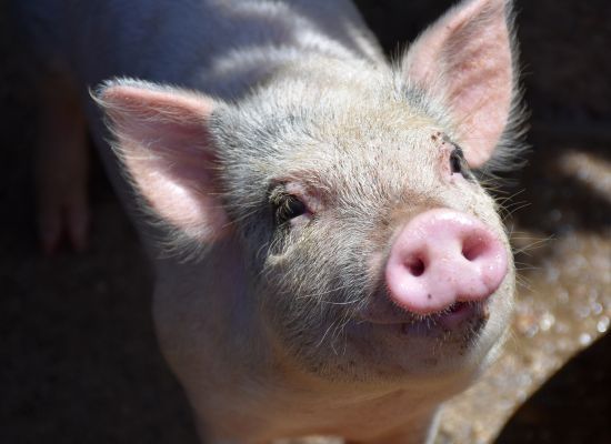 Ustawa o systemie identyfikacji i rejestracji zwierząt - dokumenty przemieszczeń dla świń