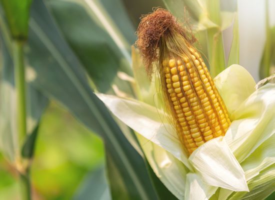 Zmiany w trwającym naborze o wsparcie dla producentów pszenicy lub kukurydzy